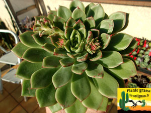 Echeveria Fille des Champs