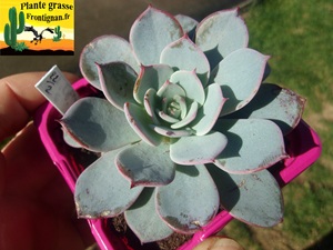 Echeveria Fleur Bleue
