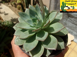 Echeveria Fleur de Trottoir