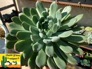 Echeveria Floflo