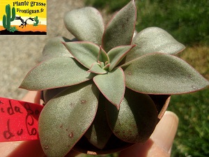 Echeveria Floralia