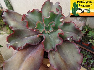 Echeveria Fontaine aux Charmes