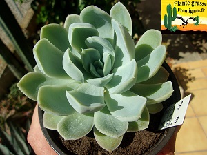 Echeveria Fragrance