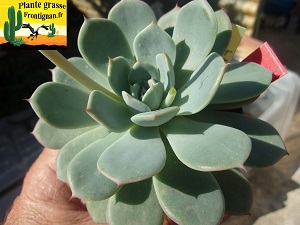 Echeveria Friponne