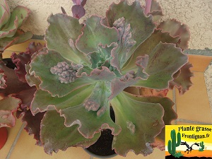 Echeveria Frou Frou