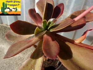 Echeveria Furia