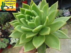 Echeveria Genese