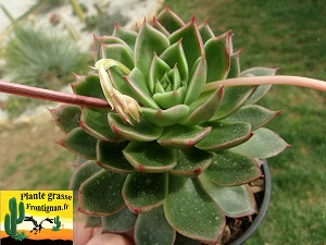 Echeveria Giga