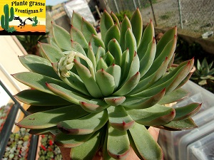 Echeveria Gilliane'