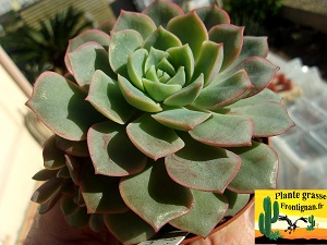 Echeveria Girly