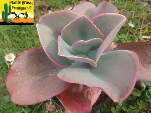 Echeveria Golgotha
