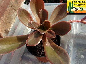 Echeveria Granica