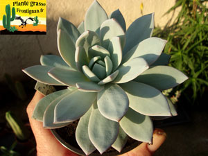 Echeveria Hermine