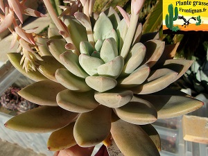 Echeveria Heure Claire