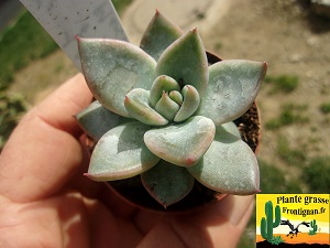 Echeveria Histoire d Amour