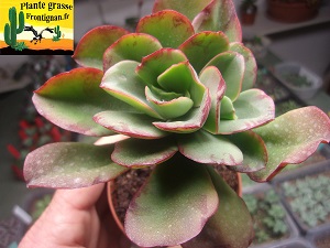Echeveria Hypatie d Alexandrie