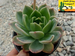 Echeveria Indiscrete