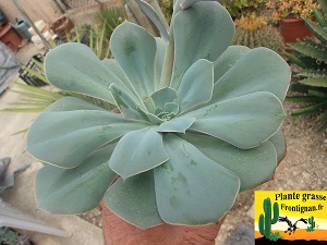 Echeveria Infinie