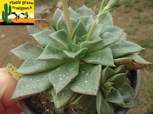 Echeveria Inti