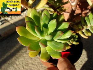 Echeveria Jade