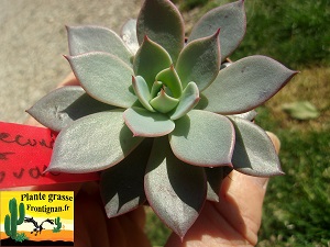 Echeveria Jours Meilleurs