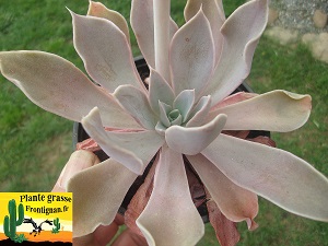 Echeveria Jouvencelle