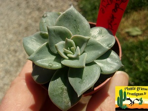 Echeveria Kachina