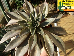 Echeveria Kafolo