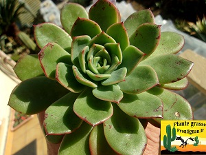 Echeveria Katinka