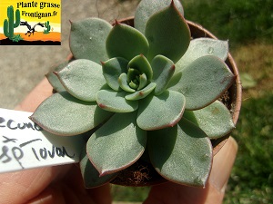 Echeveria Lamina