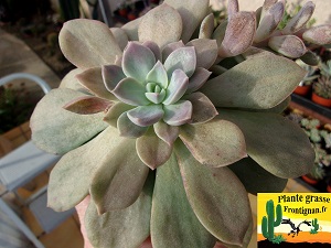 Echeveria Latina