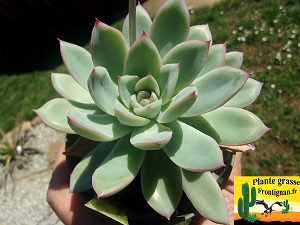 Echeveria Leolia