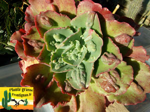 Echeveria Les Trois Graces