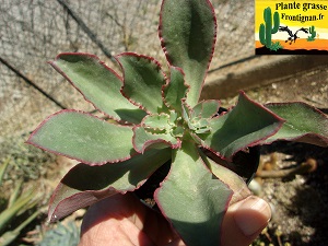 Echeveria Ligne Rouge