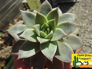 Echeveria Livie