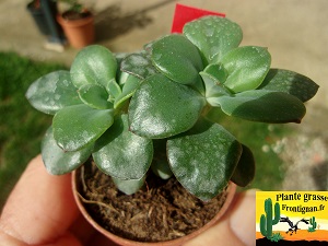 Echeveria Lua
