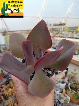 Echeveria Ludi Vetar