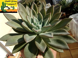 Echeveria Lycan