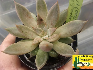 Echeveria Maestra