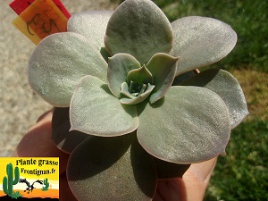 Echeveria Maia