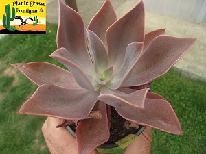 Echeveria Majorette