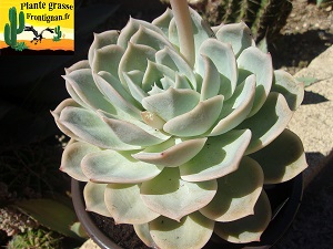 Echeveria Makya