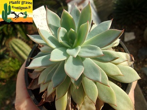 Echeveria Marie