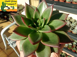 Echeveria Marta