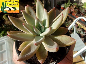 Echeveria Maska