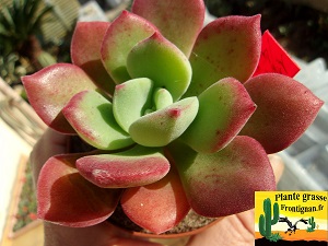 Echeveria Massepain