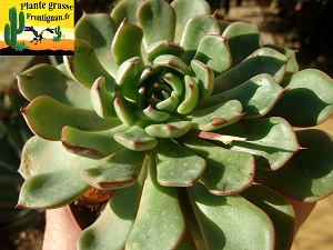 Echeveria Menthe