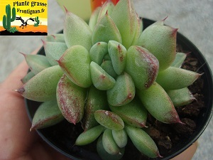 Echeveria Meylodee