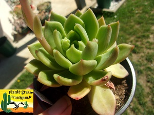 Echeveria Miroir