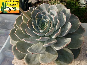 Echeveria Mystres